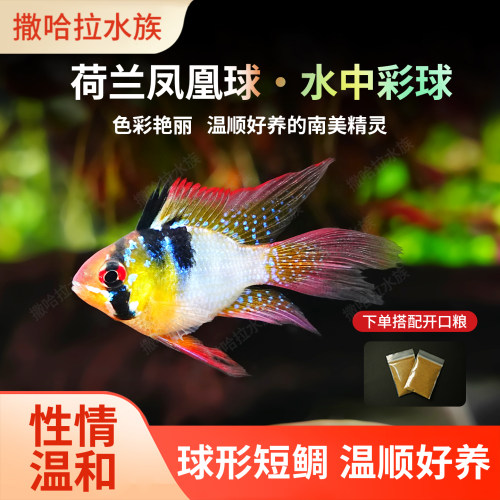荷兰凤凰球热带观赏鱼