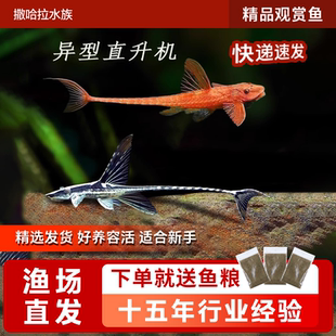 异型鱼皇冠直升机红蜻蜓异型鱼热带淡水鱼清道夫清缸除藻高端好养