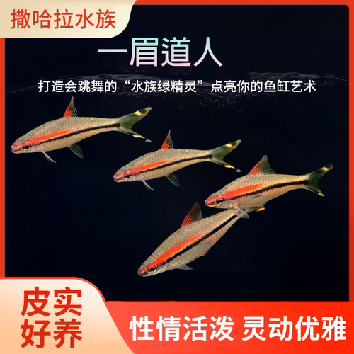 一眉道人活体草缸热带鱼