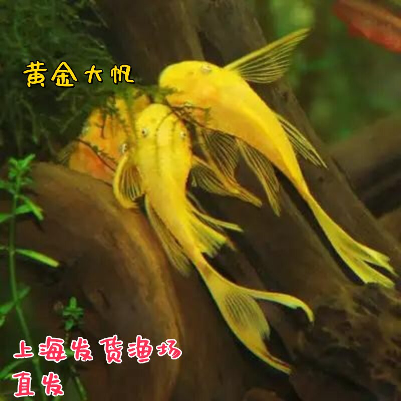 黄金大帆清道夫胡子红眼蓝眼胡子鱼迷彩清缸草缸除藻除垃圾工具鱼