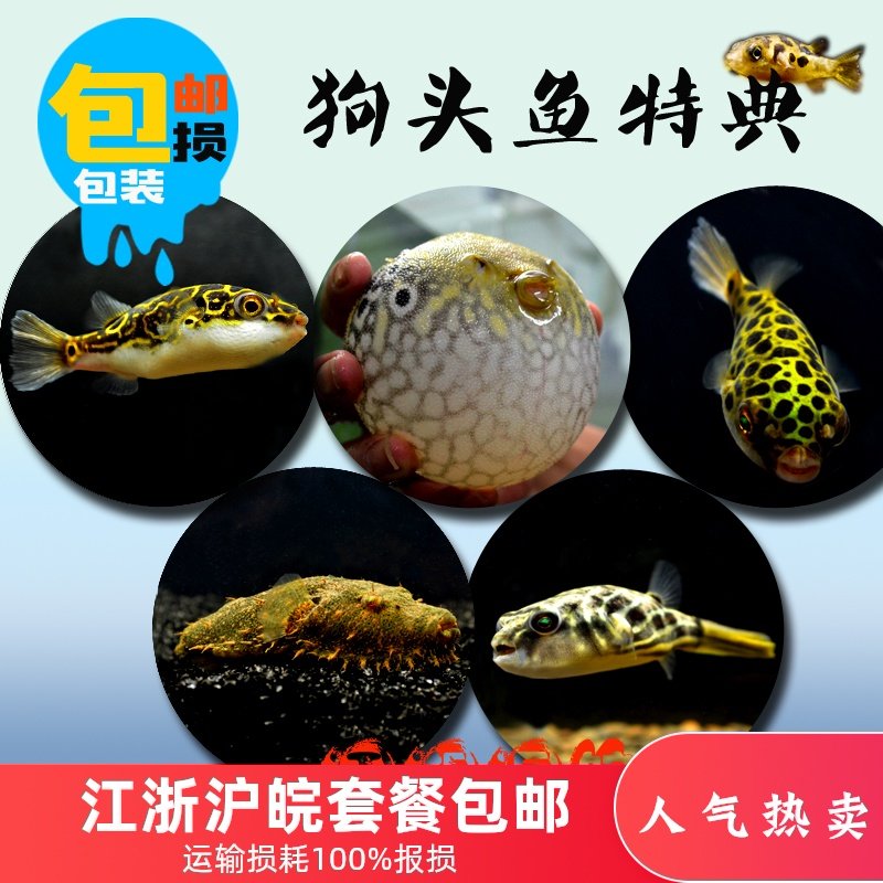 斑马狗头淡水河豚鱼麒麟毛毛巧克力潜水艇皇冠狗头红木瓜活体包邮在类目 宠物/宠物食品及用品, 水族世界, 鱼中 - 来自Buy2taobao.com提供专业的淘宝代购服务