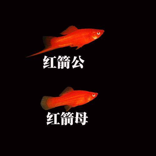 红剑尾鱼热带观赏鱼卵胎鱼