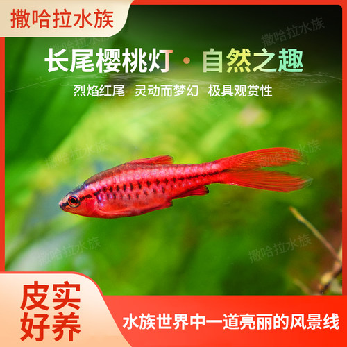 长尾樱桃灯红玫瑰鱼草缸小型鱼