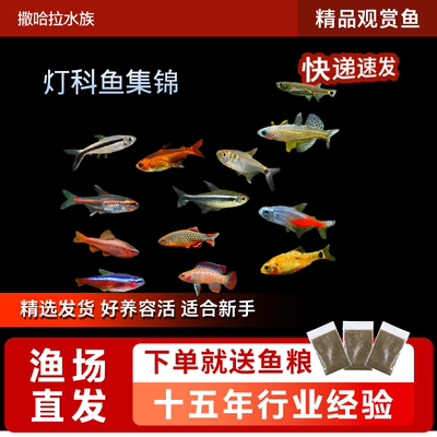 灯鱼小型霓虹燕子火炽金钻红