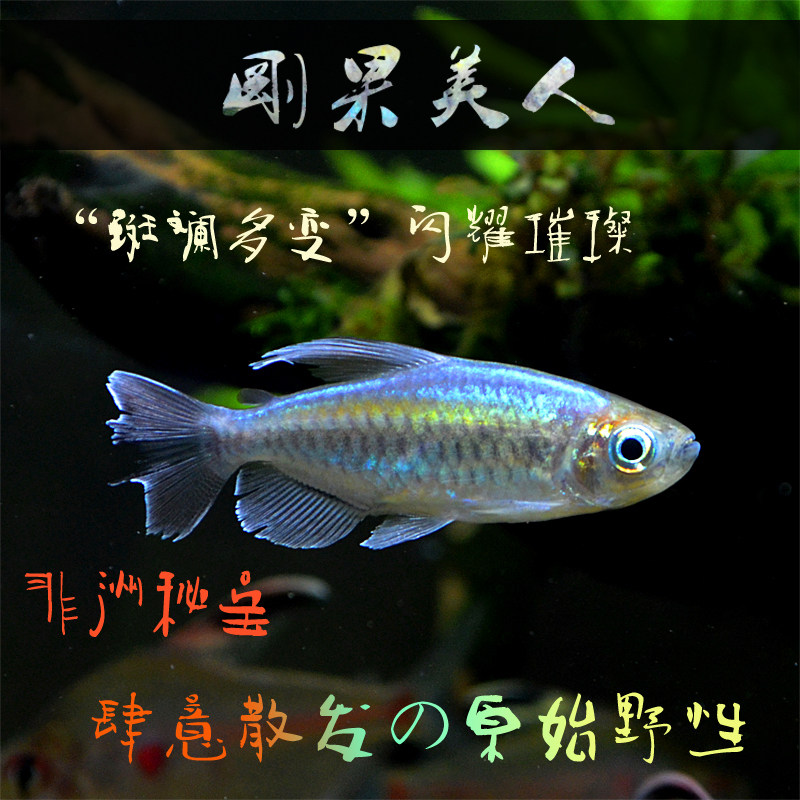刚果美人活体加拉辛鱼非洲灯鱼南美缸鱼刚果鱼美人鱼扯旗鱼中型鱼