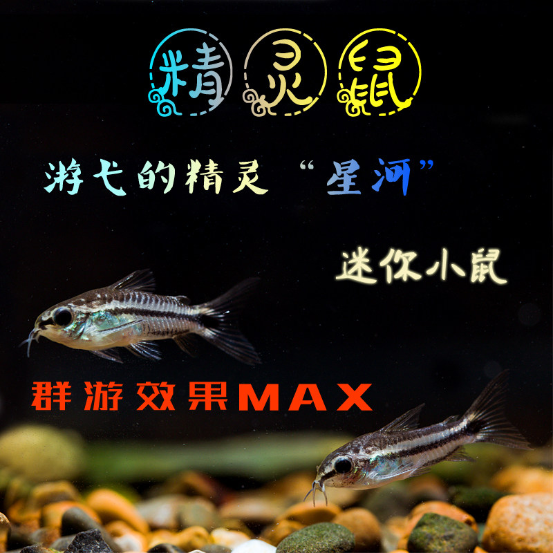 精灵鼠鱼活体群游鱼草缸鼠鱼底栖鱼清洁鱼迷你鼠鱼娃娃鼠月光鼠鱼