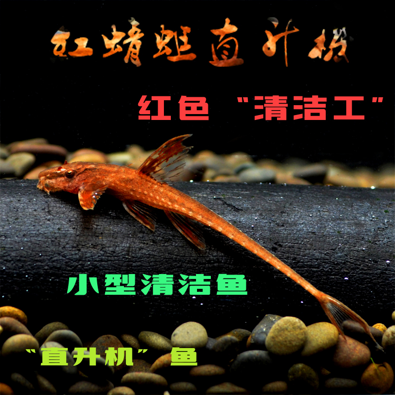 红蜻蜓直升机热带鱼观赏鱼皇冠直升机清洁鱼工具鱼除藻鱼活体