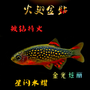 火翅金钻灯热带鱼观赏鱼灯科鱼火炽金钻群游鱼银河斑马鱼活体包损