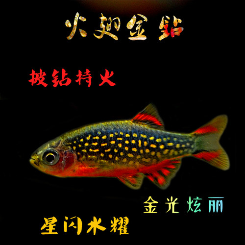 活体灯科鱼观赏鱼灯科鱼热带鱼