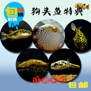 斑马狗头淡水河豚鱼麒麟毛毛巧克力潜水艇皇冠狗头红木瓜活体 包邮