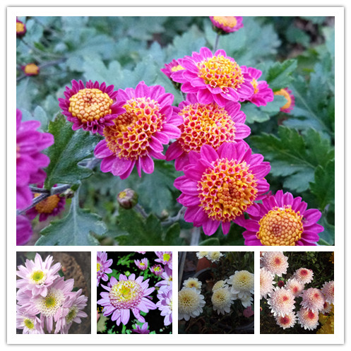 进口小花品种菊花苗托桂型点雪 新老松菊花苗菊花盆栽