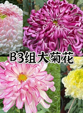 B3组 56种大菊品种南村菊园 大花大菊苗 菊花苗 对版 菊花小苗