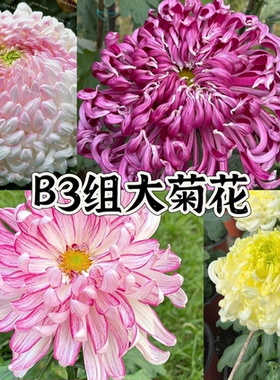B3组 56种大菊品种南村菊园 大花大菊苗 菊花苗 对版 菊花小苗