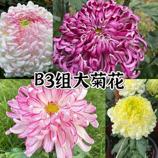 B3组 56种大菊品种南村菊园 大花大菊苗 菊花苗 对版 菊花小苗