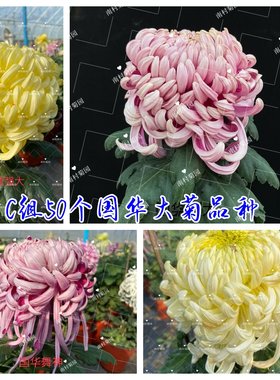 大菊品种菊花菊科露天秋