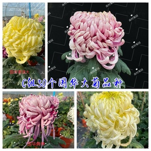 穴盤苗 C組70種國華大菊品種 菊花苗九月菊 對版 南村菊園 菊花苗