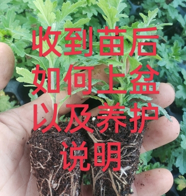 3月初上苗。  菊花收到后如何上盆 后期护养护