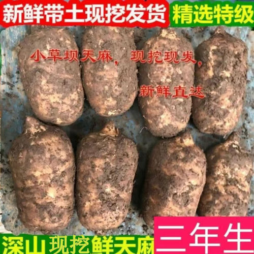 云南昭通小草坝新鲜天麻现挖产地