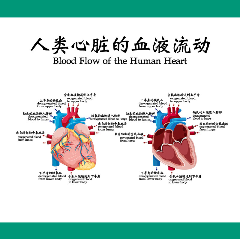 心脏血流图 示意图图片