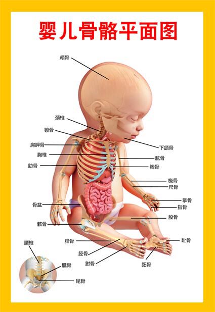 m769婴幼儿人体骨骼平面结构解剖图墙上挂贴图纸海报印制展板2325