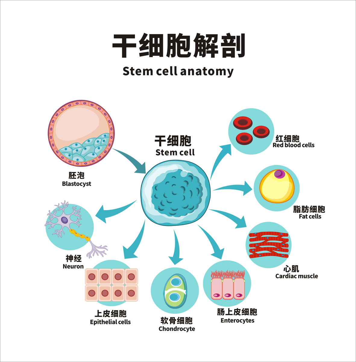 m769医学干细胞解剖图生物学人体血管神经研究墙贴图898海报印制