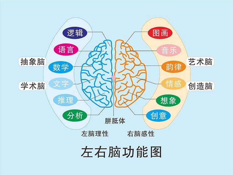 m771左右脑功能图早教中心装饰墙贴画纸挂图kt展板写真海报印制38