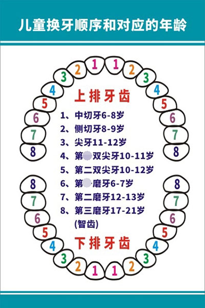 m771牙齿儿童换牙顺序和对应的年龄示意图海报定印制展板喷绘804