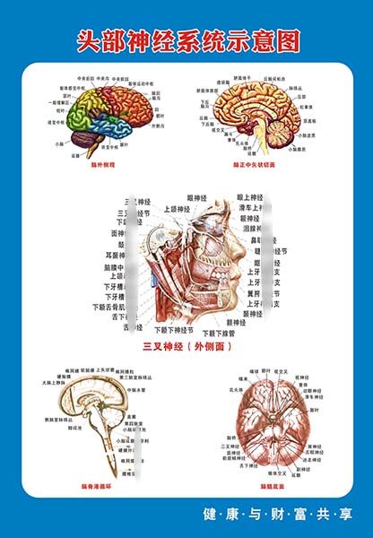 m771医院头部神经系统脑外侧观脑正中矢状切面示意图海报印制1114