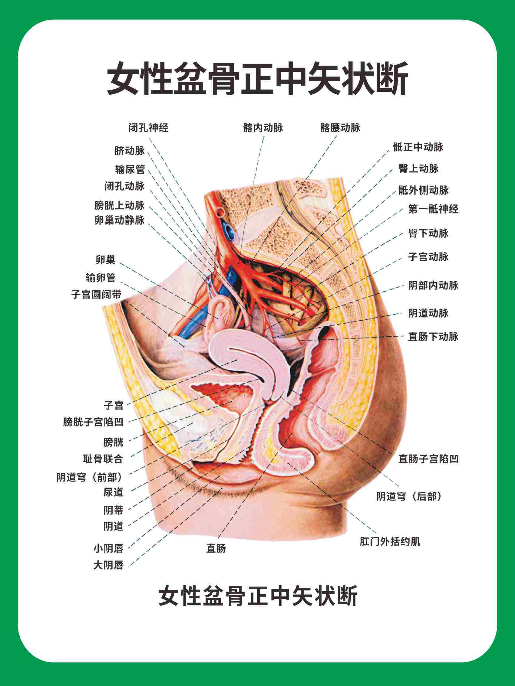 m768医院妇科人体部位女性盆骨正中矢状断挂图2522海报印制59-14