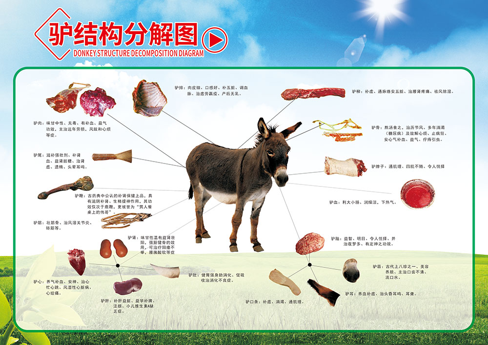 m769驴肉分割结构分解图挂图墙贴画143写真喷绘贴画展板海报印制