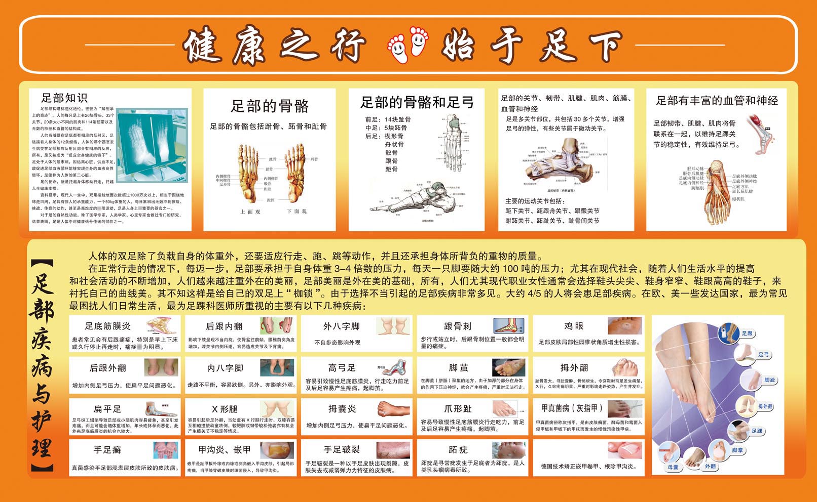 m769脚足部疾病与护理骨骼穴位图结构图846海报定制印制展板写真