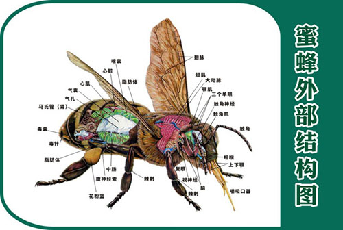 m771动物昆虫解剖蜜蜂外部结构图海报定制印制展板贴图纸挂画794