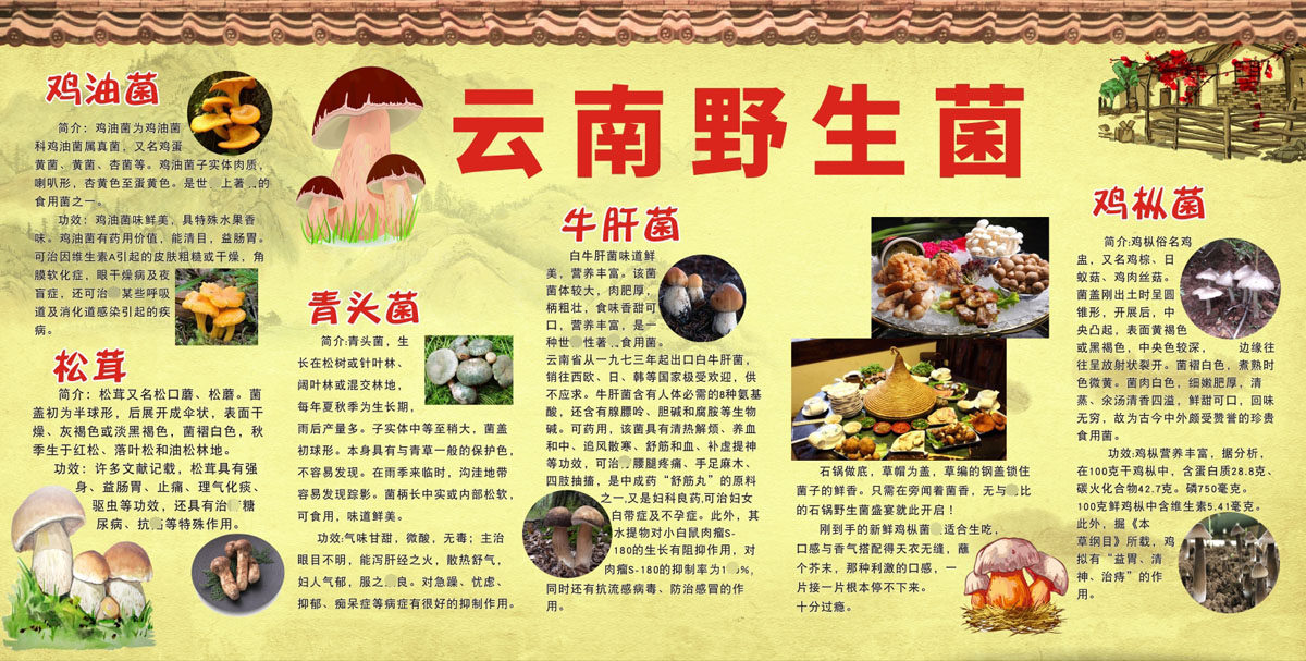 m769云南野生菌可食用蘑菇品种类介绍酒楼饭店宣传栏1873海报定制