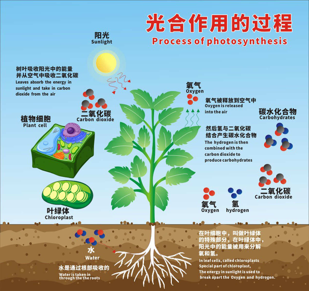 m769生物植物与细胞光合作用的过程挂图870海报印制展板喷绘写真