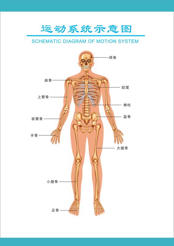 m769医院挂图人体八大系统运动系统示意图1647海报定制印制展板