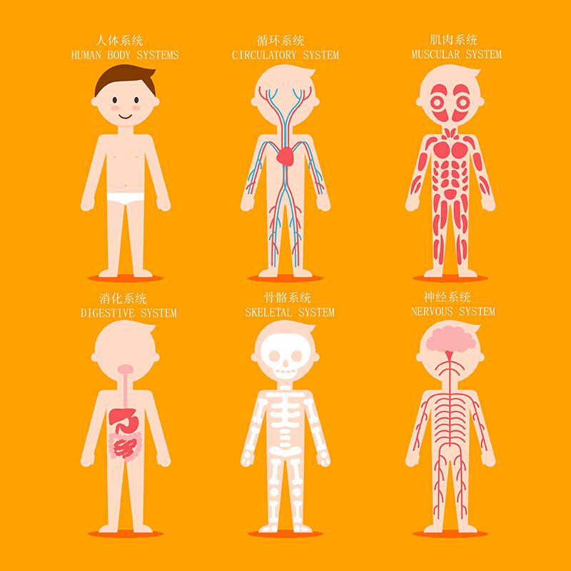 m769肺功能检查图解说明医院门诊科室制度表746写真展板海报印制