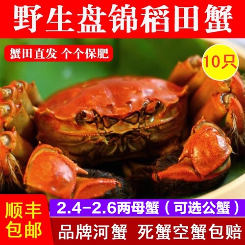 精选盘锦稻田河蟹10只大闸蟹满黄