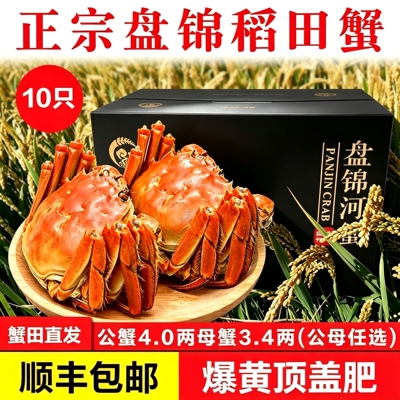 严选礼盒10只高端盘锦稻田蟹保肥