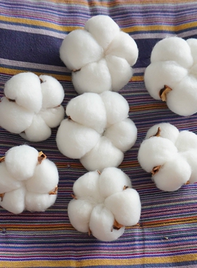 5瓣小棉花头白色棉花手工干花