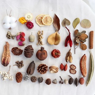森系植物松果果壳干果干花复古装饰材料拍摄道具网店拍照搭配背景
