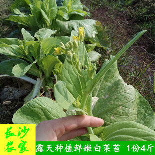 【现摘4斤】湖南新鲜蔬菜农家种植鲜嫩叶子菜本地白菜苔青菜苔