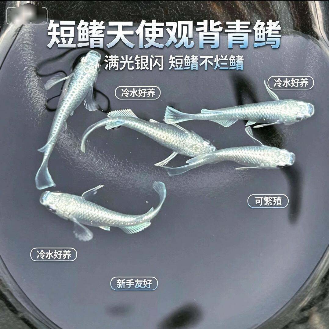 短鳍天使观背青鳉迷你冷水鱼观赏鱼活体淡水好养耐活免打氧不加温