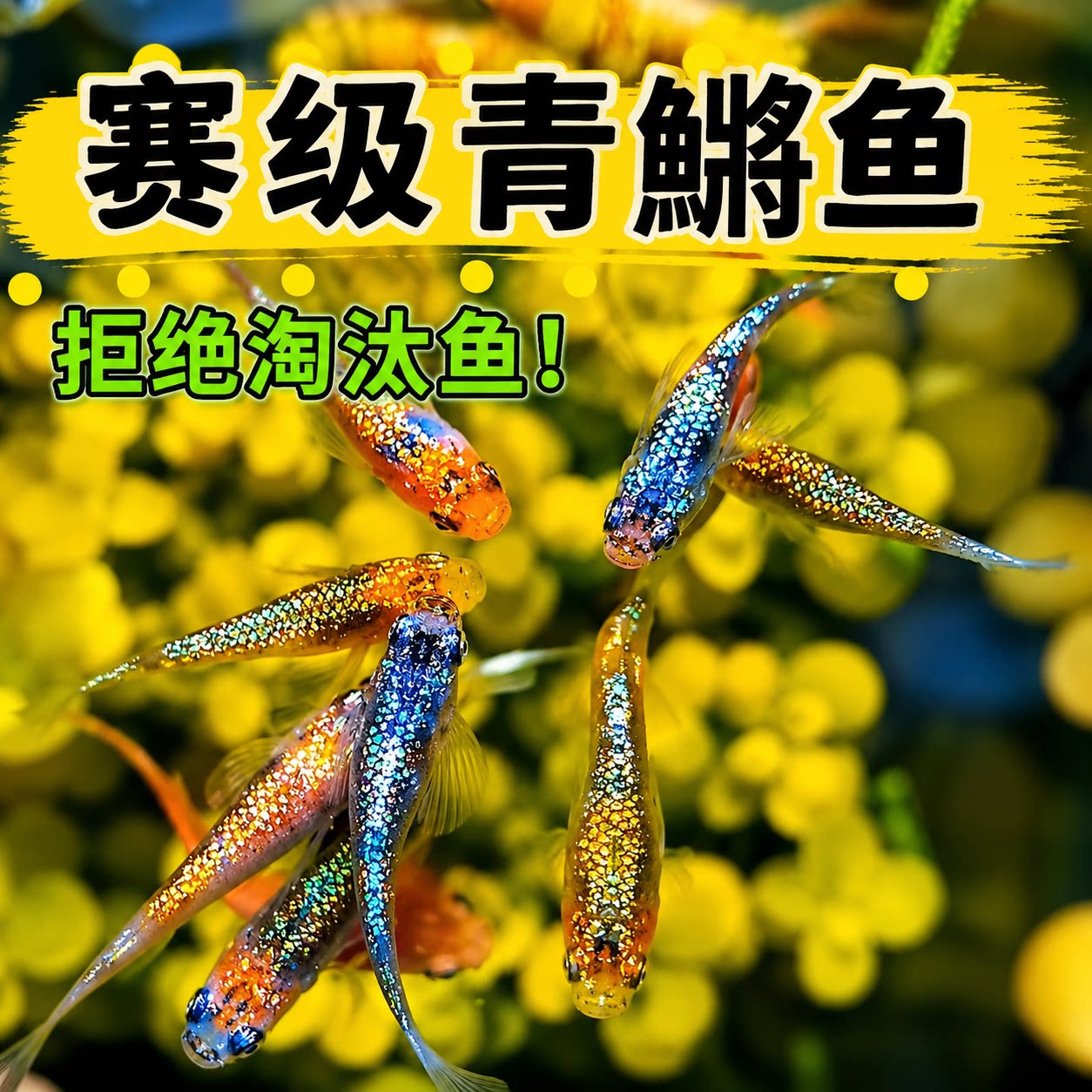 观背青鳉活鱼冷水淡水魔法鱼观赏鱼成鱼苗孔雀斑马鱼装好养耐活