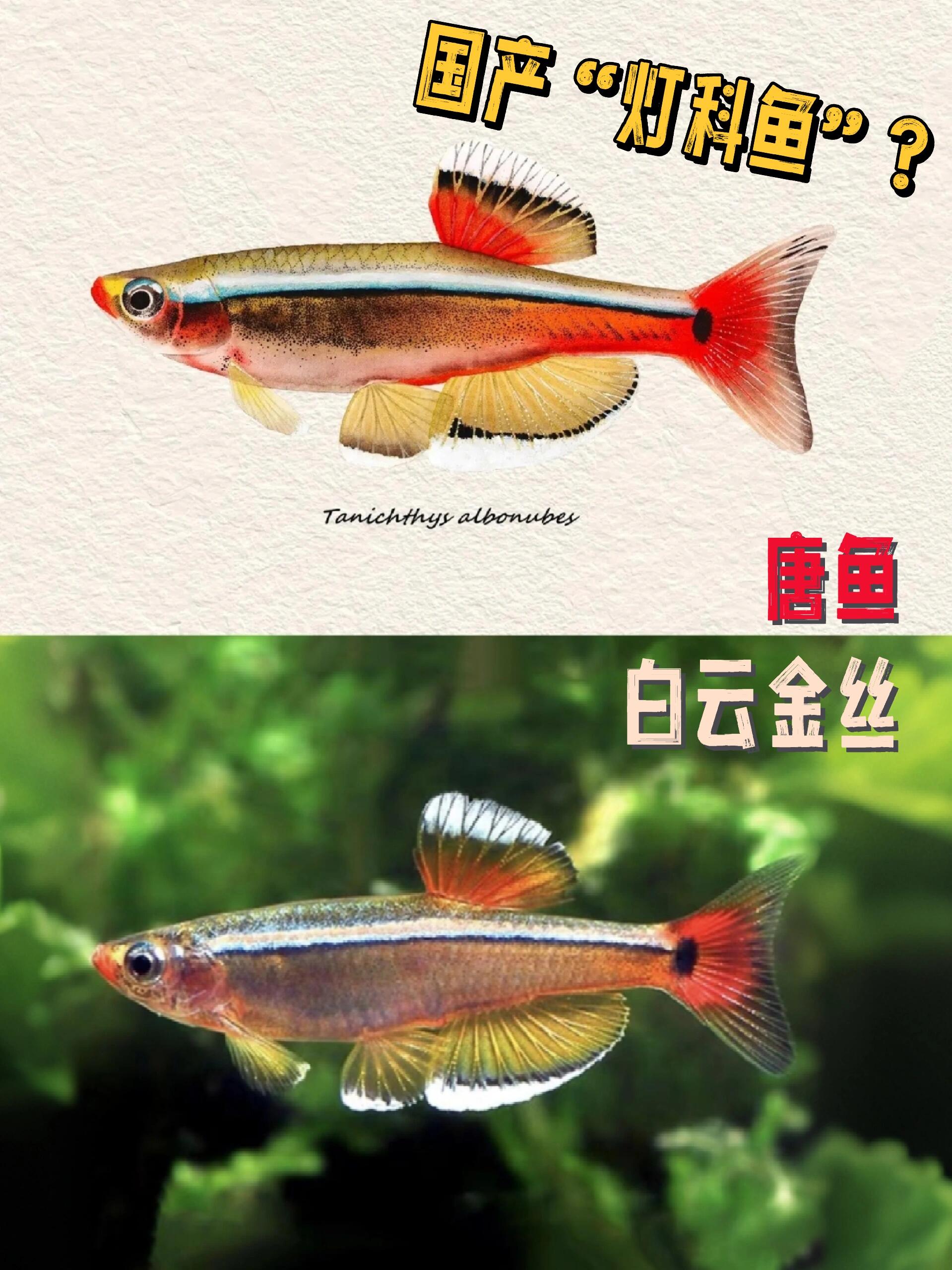 白云金丝冷水淡水原生低温小型观赏鱼灯科淡水新手好养练手闯缸鱼