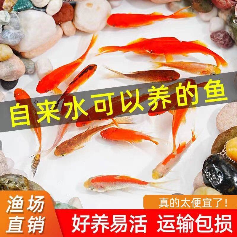草金鱼活鱼淡水宠物小草鱼懒人捞鱼小鱼观赏鱼红鲫鱼鲫鱼苗