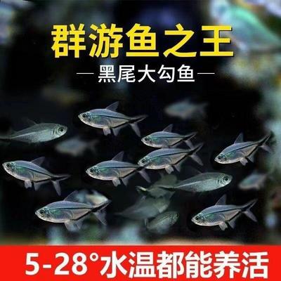 黑尾大勾鱼群游鱼草缸小型热带鱼苗观赏鱼热带鱼灯科鱼金鱼鱼缸