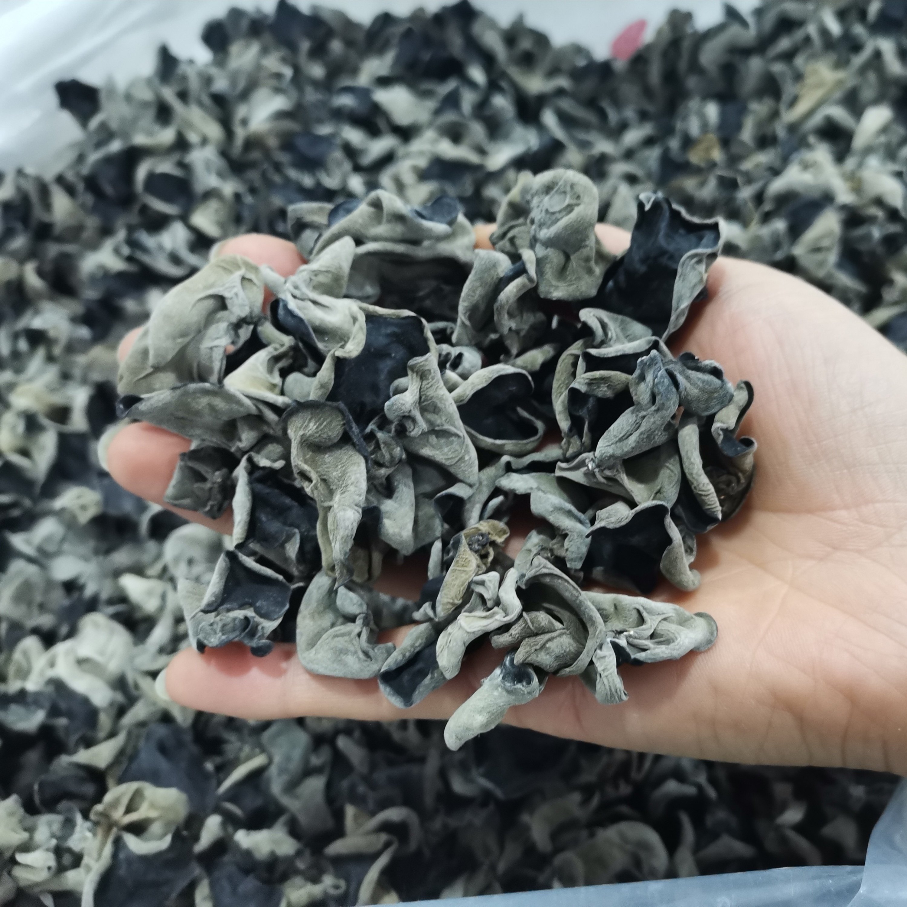 甘肃陇南土特产500g康县野生黑木耳小碗椴木厚肉天然礼品秋季年货