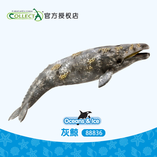 英国CollectA我你他 正品 灰鲸鱼仿真海洋动物玩具模型科普88836