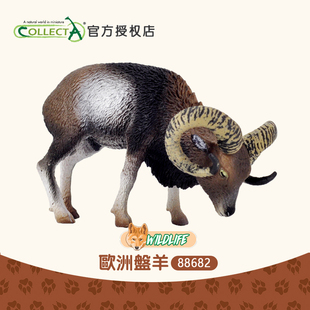 英国我你他Collecta欧洲盘羊 正品 仿真动物模型玩具摆件认知88682