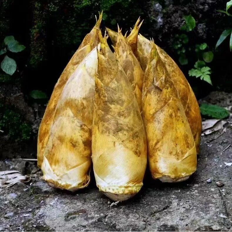 今年现货冬笋带壳新鲜现挖四川宜宾黄泥笋高山野生竹笋当季新鲜菜